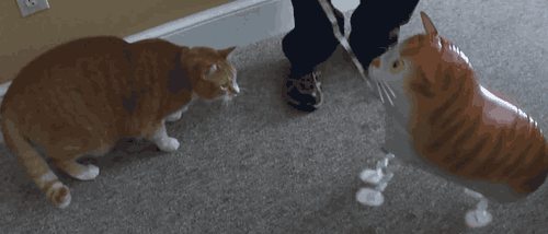Dünya'yı Ele Geçirmeye Çalışan 11 Kedi 11